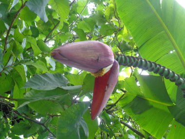 Doğal geçmişi olan muzlu bir kalp. Vejetaryen için pişirilebilir. Endonezyalılar genellikle çorba veya botok olarak pişirirler (Endonezya geleneksel gıdası)).