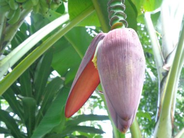 Doğal geçmişi olan muzlu bir kalp. Vejetaryen için pişirilebilir. Endonezyalılar genellikle çorba veya botok olarak pişirirler (Endonezya geleneksel gıdası)).
