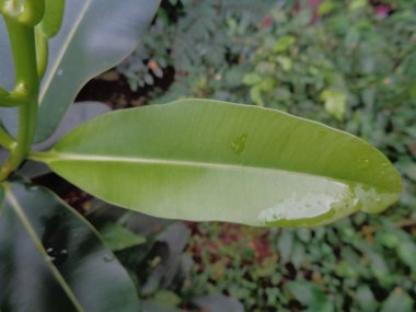 Yeşil küçük Calophyllum inophyllum (tamanu, sahil turizmi, Borneo-maun, top ağacı, direğin direği, sahil kalafili, kızıl kuku, güzellik yaprağı, İskenderiye defne veya Sinhala) doğal arka plana sahiptir..