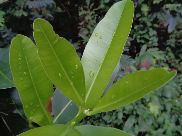 Vihreä Pieni Calophyllum Inophyllum Tamanu Rantatouriga Borneo Mahonki Pallopuu Syöttöpuu — kuvapankkivalokuva