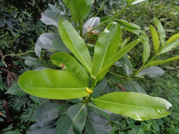 Grønn Liten Calophyllum Inophyllum Tamanu Strandtouriga Borneo Mahogani Balltre Mastetre – stockfoto