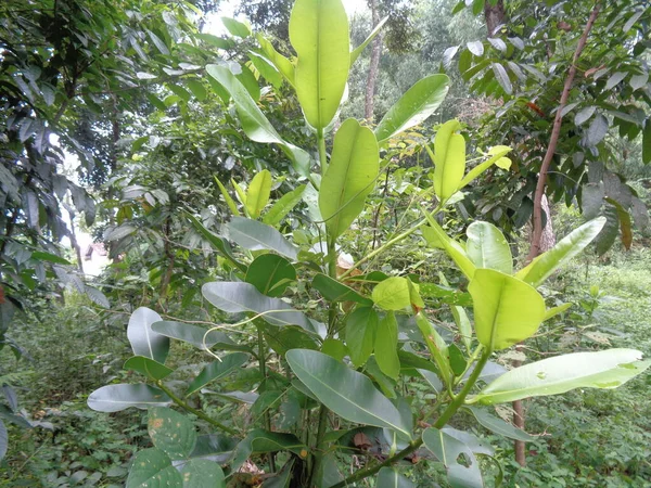 Verde Pequeno Calophyllum Inophyllum Tamanu Praia Touriga Bornéu Mogno Árvore — Fotografia de Stock