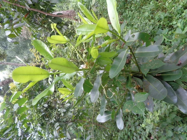 緑の小さなCalophyllum Inophyllum タマヌ ビーチツーリガ ボルネオマホガニー ボールツリー マストウッド ビーチCalophyllum 赤いスプーン 美しさの葉 — ストック写真