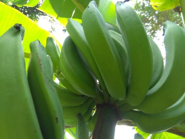 Ağaçta asılı yeşil muz doğal arka planda