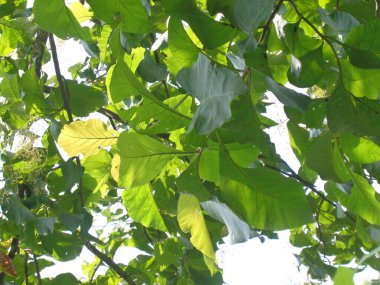 Treen tiak (Tectona grandis linn f.) doğal altyapıya sahiptir. Endonezya 'da meşe yaprakları genellikle yiyecek ambalajı olarak kullanılır..