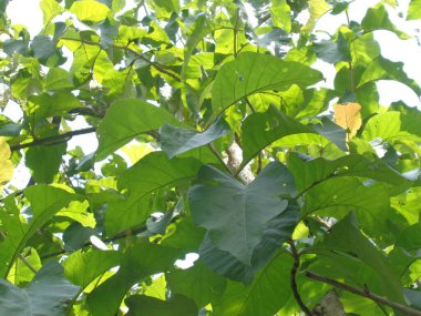 Treen tiak (Tectona grandis linn f.) doğal altyapıya sahiptir. Endonezya 'da meşe yaprakları genellikle yiyecek ambalajı olarak kullanılır..