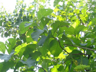 Treen tiak (Tectona grandis linn f.) doğal altyapıya sahiptir. Endonezya 'da meşe yaprakları genellikle yiyecek ambalajı olarak kullanılır..