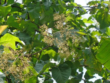 Treen tiak (Tectona grandis linn f.) doğal altyapıya sahiptir. Endonezya 'da meşe yaprakları genellikle yiyecek ambalajı olarak kullanılır..