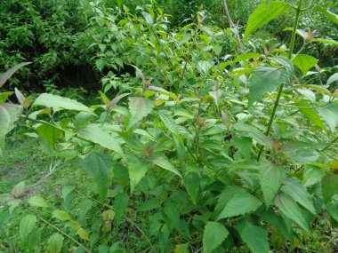 Yakın plan yeşil Chromolaena odorata. Yabani otlar doğada yeşildir. Toprak doğurganlık yok edici bitkiler..
