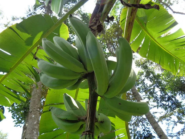 Groene Banaan Hangend Aan Boom Met Natuurlijke Achtergrond — Stockfoto