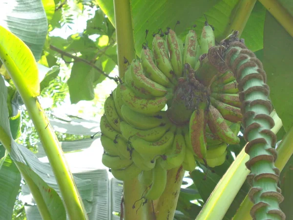 Πράσινη Μπανάνα Κρέμεται Στο Δέντρο Φυσικό Υπόβαθρο — Φωτογραφία Αρχείου