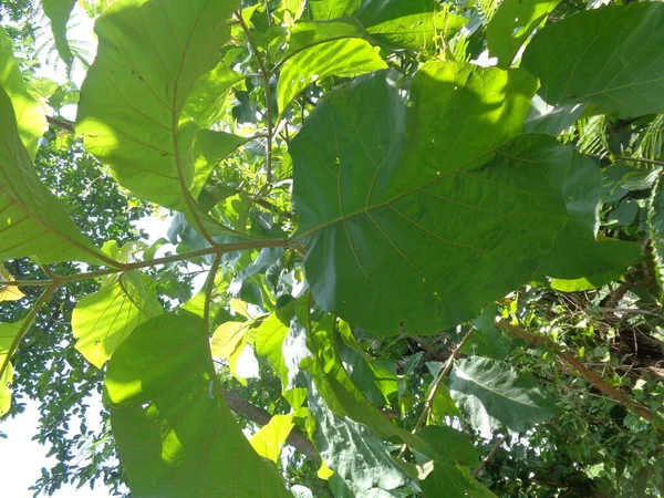 Treen Teak Tectona Grandis Linn Met Een Natuurlijke Achtergrond Teakbladeren — Stockfoto