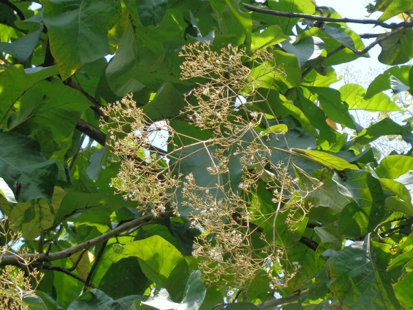 Treen Teak Tectona Grandis Linn Естественным Фоном Тиковые Листья Индонезии — стоковое фото