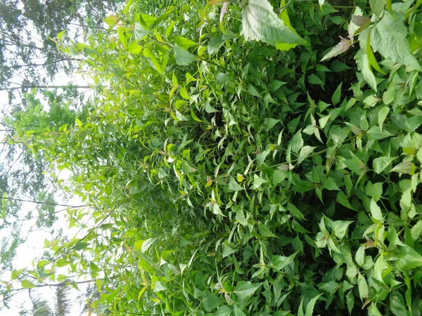 Fechar Tiro Verde Chromolaena Odorata Ervas Daninhas Verdes Fundo Natureza — Fotografia de Stock
