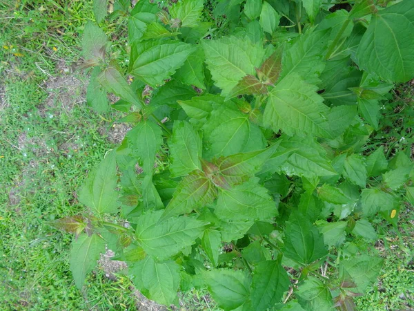 Nahaufnahme Der Grünen Chromolaena Odorata Unkraut Grün Hintergrund Der Natur — Stockfoto