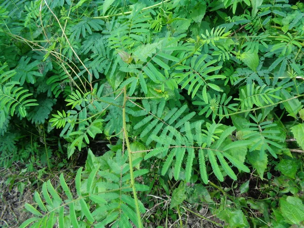 Mimosa Pudica Géant Également Appelé Sensible Somnolent Plante Action Touche — Photo