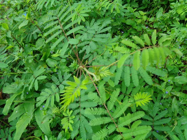 Giant Mimosa Pudica Also Called Sensitive Sleepy Action Plant Touch — Stock Photo, Image
