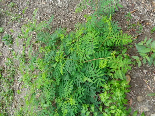 Giant Mimosa Pudica Zwany Również Wrażliwe Senny Roślin Akcji Dotknij — Zdjęcie stockowe