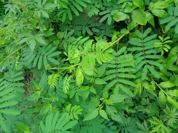 Гігант Mimosa Pudica Також Відомий Чутливий Сонний Рослина Дії Торкається — стокове фото