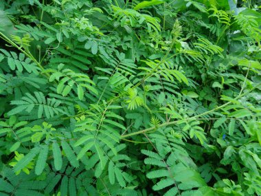 Dev Mimosa pudica, aynı zamanda duyarlı, uykulu, aksiyon bitkisi olarak da bilinir, dokunma bana, utanç bitkisi, zombi.