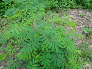 Dev Mimosa pudica, aynı zamanda duyarlı, uykulu, aksiyon bitkisi olarak da bilinir, dokunma bana, utanç bitkisi, zombi.