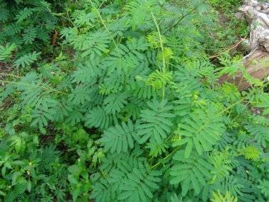 Dev Mimosa pudica, aynı zamanda duyarlı, uykulu, aksiyon bitkisi olarak da bilinir, dokunma bana, utanç bitkisi, zombi.