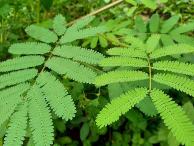 Dev Mimosa pudica, aynı zamanda duyarlı, uykulu, aksiyon bitkisi olarak da bilinir, dokunma bana, utanç bitkisi, zombi.