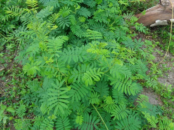 Dev Mimosa Pudica Aynı Zamanda Duyarlı Uykulu Aksiyon Bitkisi Olarak — Stok fotoğraf