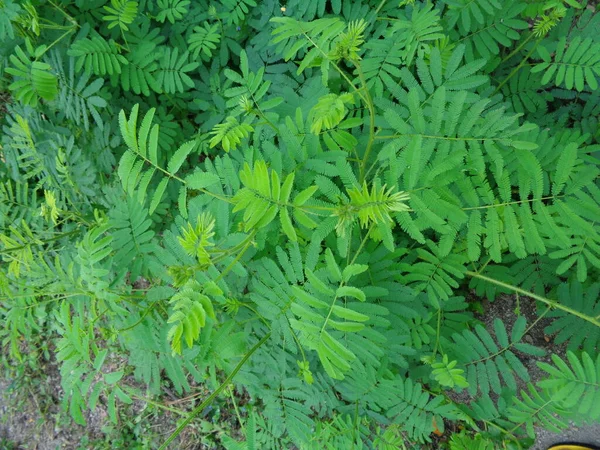 Raksasa Mimosa Pudica Juga Disebut Sensitif Mengantuk Tindakan Tanaman Menyentuh — Stok Foto