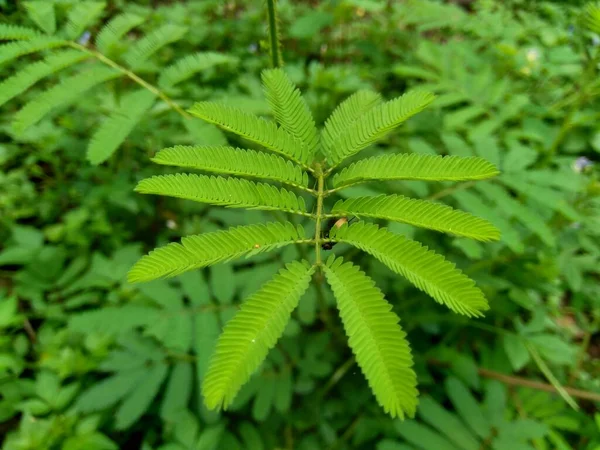 Giant Mimosa Pudica Zwany Również Wrażliwe Senny Roślin Akcji Dotknij — Zdjęcie stockowe