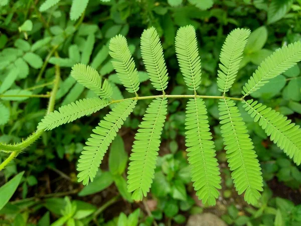 Giant Mimosa Pudica Även Kallad Känslig Sömnig Actionväxt Röra Mig — Stockfoto