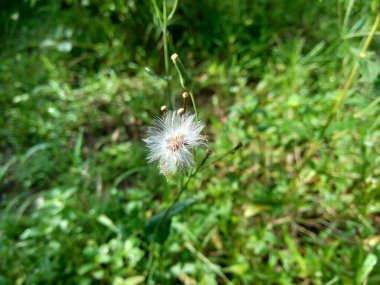 Emilia sonchifolia (leylak püskülleri, Cacalia sonchifolia L.) doğal arka planda bulunur.