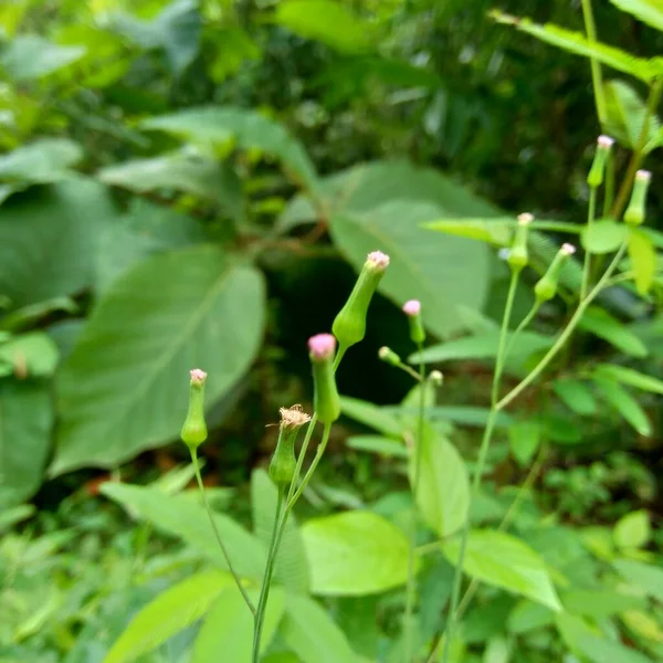 Мбаппе Сонхифолия Лилейник Кисточковый Cacalia Sonchifolia Естественном Фоне — стоковое фото