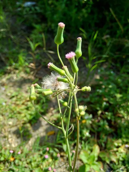 Emilia Sonchifolia Květy Lilového Střapce Cacalia Sonchifolia Přírodním Pozadím — Stock fotografie