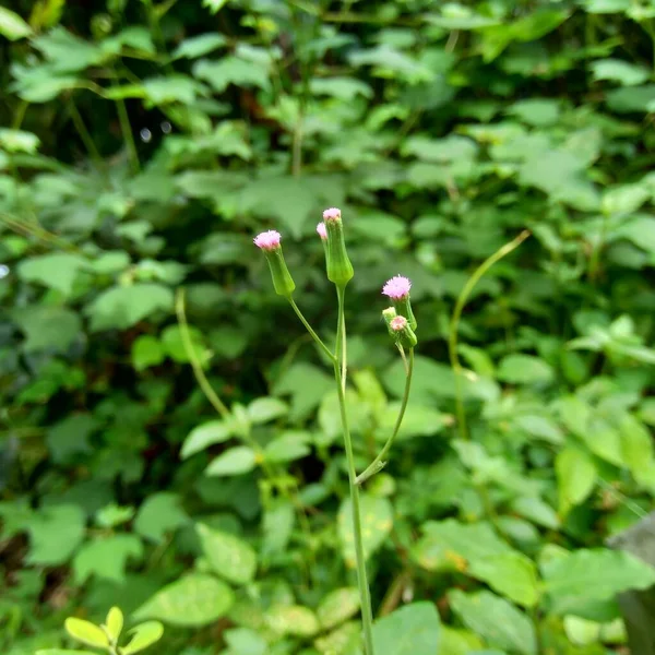 Emilia Sonchifolia Flor Borla Lila Cacalia Sonchifolia Con Fondo Natural —  Fotos de Stock