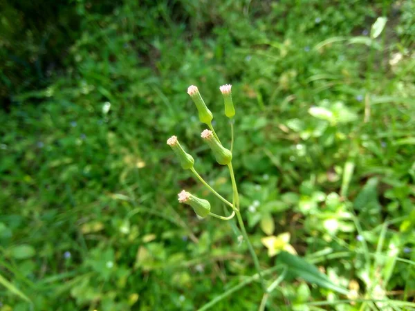 Emilia Sonchifolia Flor Borla Lila Cacalia Sonchifolia Con Fondo Natural —  Fotos de Stock