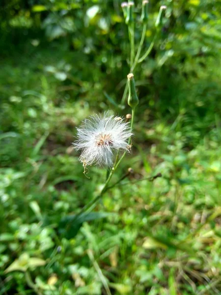 에밀리아 폴리아 Lilac Tassel Flower Acalia Sonchifolia 자연적 배경을 선인장 — 스톡 사진