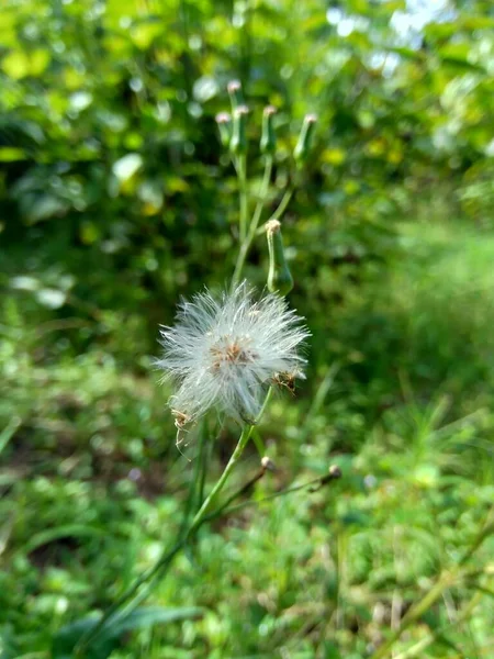 Emilia Sonchifolia Lila Bojtos Virág Cacalia Sonchifolia Természetes Háttérrel — Stock Fotó