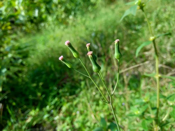 Emilia Sonchifolia Liliowy Kwiat Frędzla Cacalia Sonchifolia Naturalnym Tłem — Zdjęcie stockowe