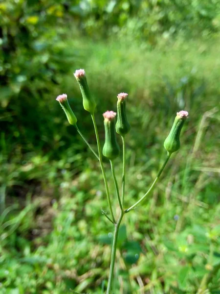 Мбаппе Сонхифолия Лилейник Кисточковый Cacalia Sonchifolia Естественном Фоне — стоковое фото