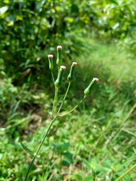 Emilia Sonchifolia Lila Bojtos Virág Cacalia Sonchifolia Természetes Háttérrel — Stock Fotó