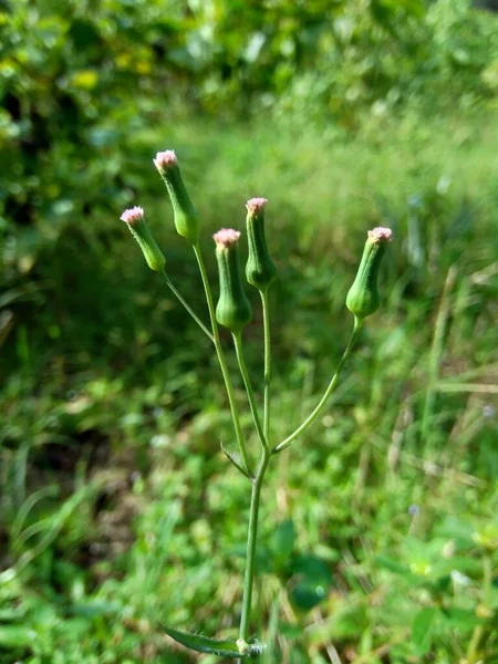 Мбаппе Сонхифолия Лилейник Кисточковый Cacalia Sonchifolia Естественном Фоне — стоковое фото