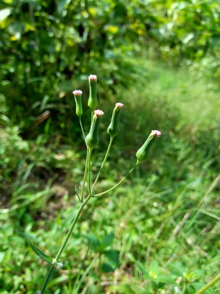 Emilia Sonchifolia Květy Lilového Střapce Cacalia Sonchifolia Přírodním Pozadím — Stock fotografie