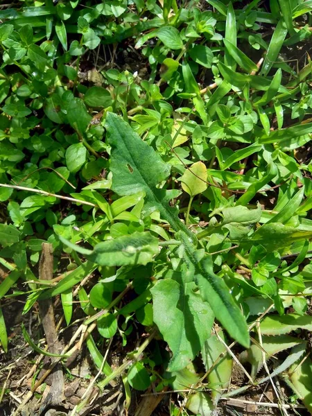 Emilia Sonchifolia Flor Borla Lilás Cacalia Sonchifolia Com Fundo Natural — Fotografia de Stock