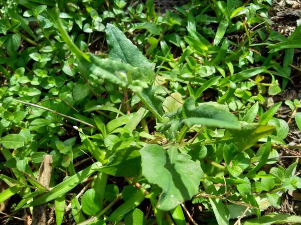 Emilia Sonchifolia Liliowy Kwiat Frędzla Cacalia Sonchifolia Naturalnym Tłem — Zdjęcie stockowe