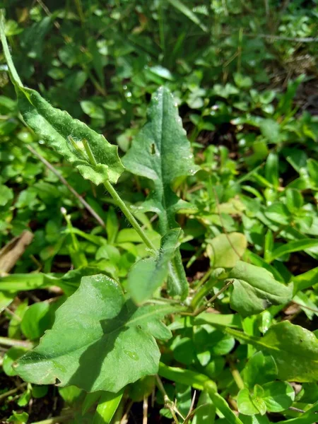 Emilia Sonchifolia Lila Tofsblomma Cacalia Sonchifolia Med Naturlig Bakgrund — Stockfoto