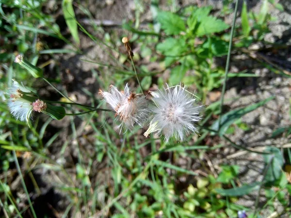 Мбаппе Сонхифолия Лилейник Кисточковый Cacalia Sonchifolia Естественном Фоне — стоковое фото