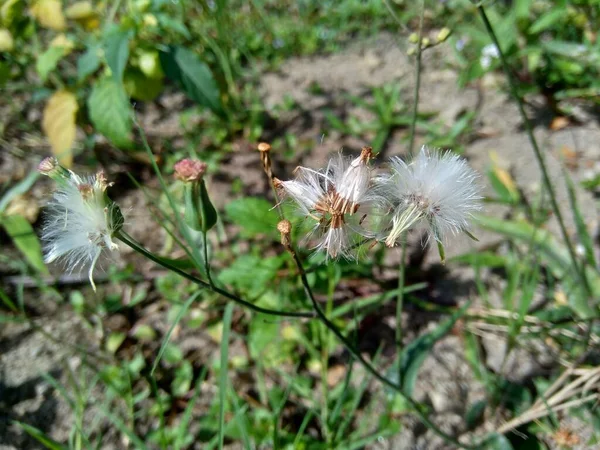 Emilia Sonchifolia Lila Bojtos Virág Cacalia Sonchifolia Természetes Háttérrel — Stock Fotó