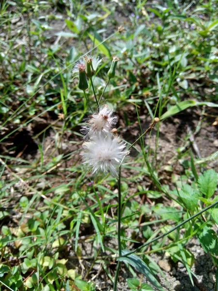 Emilia Sonchifolia Liliowy Kwiat Frędzla Cacalia Sonchifolia Naturalnym Tłem — Zdjęcie stockowe