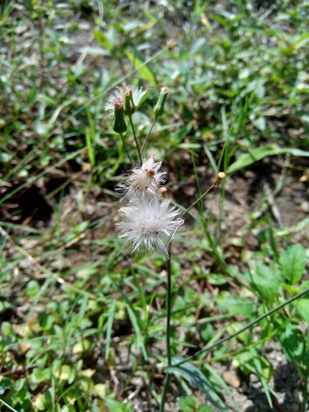 Emilia Sonchifolia Lila Bojtos Virág Cacalia Sonchifolia Természetes Háttérrel — Stock Fotó